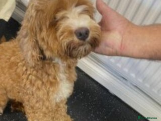 Cockapoo dogs Female apricot cockapoo - Advert 1