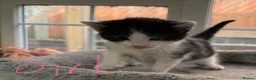 Maine Coon cats for sale: Maine Coon (half) kittens - ready to leave now - Advert 7