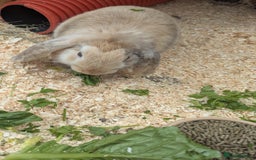 Dwarf Lop rabbits for sale: Beautiful young dwarf lop ready for their new home - Image 4