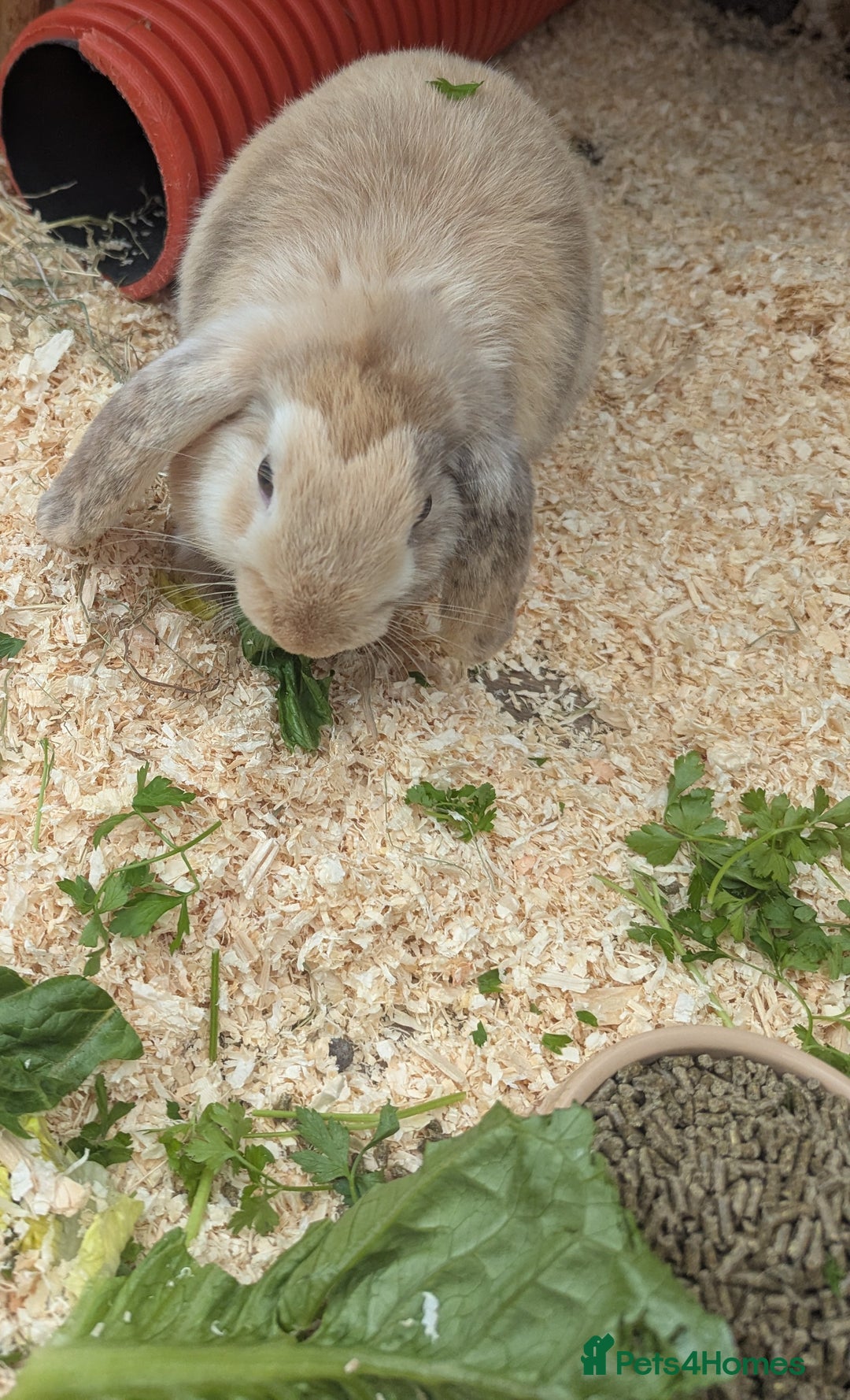 Dwarf Lop rabbits for sale: Beautiful young dwarf lop ready for their new home - Image 4