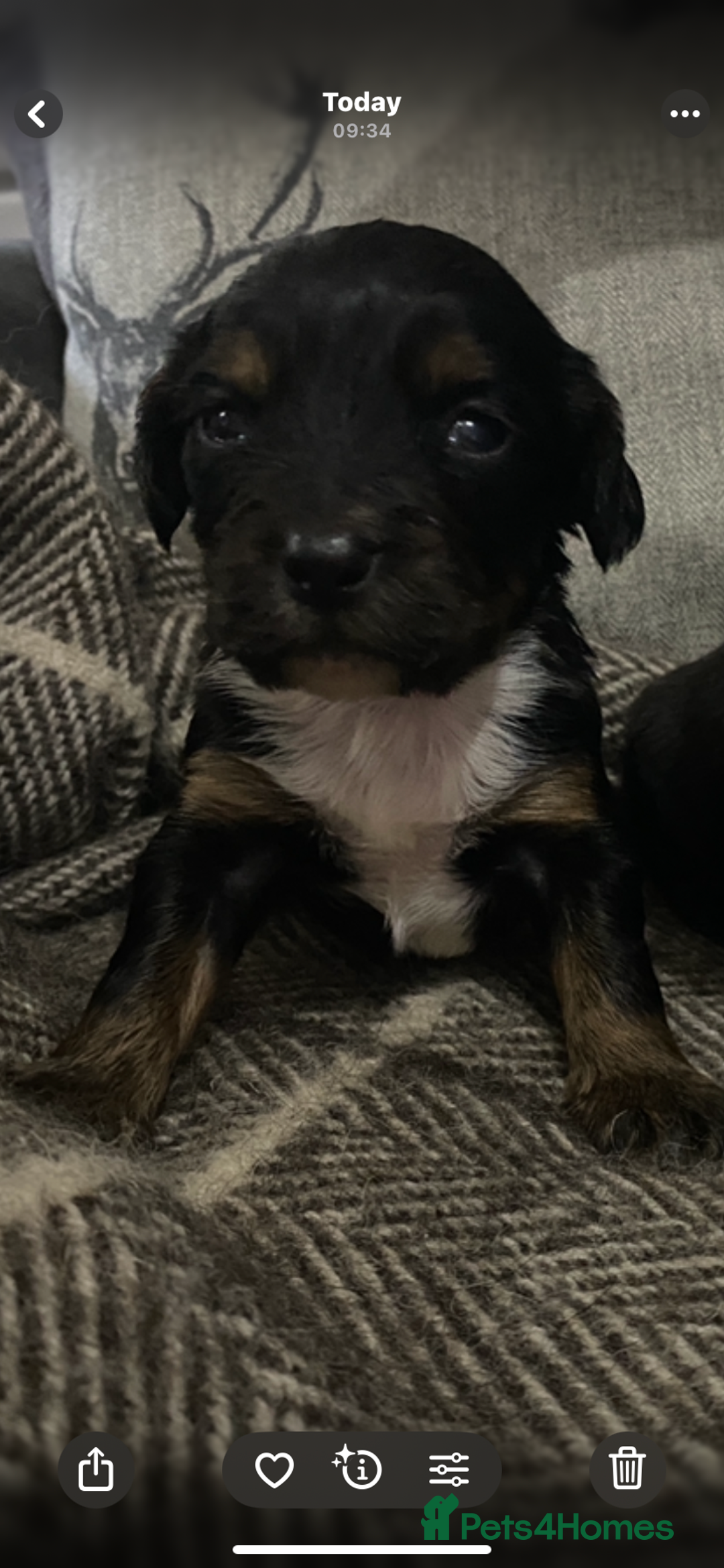 Cocker Spaniel dogs for sale: Cocker spaniel puppies for sale  - Advert 16