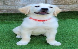 Golden Retriever dogs for sale: READY NOW Stunning Golden Retriever PUPPIES-3 LEFT - Image 15