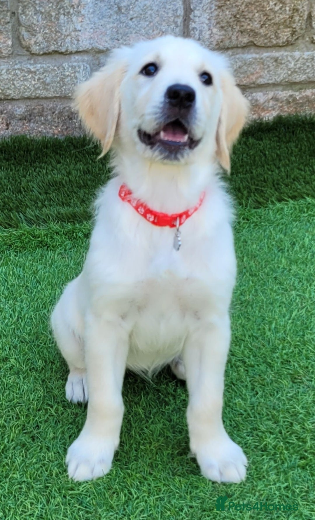 Golden Retriever dogs for sale: READY NOW Stunning Golden Retriever PUPPIES-3 LEFT - Image 15