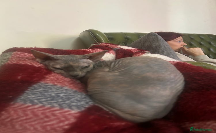 Sphynx cats - Advert 1