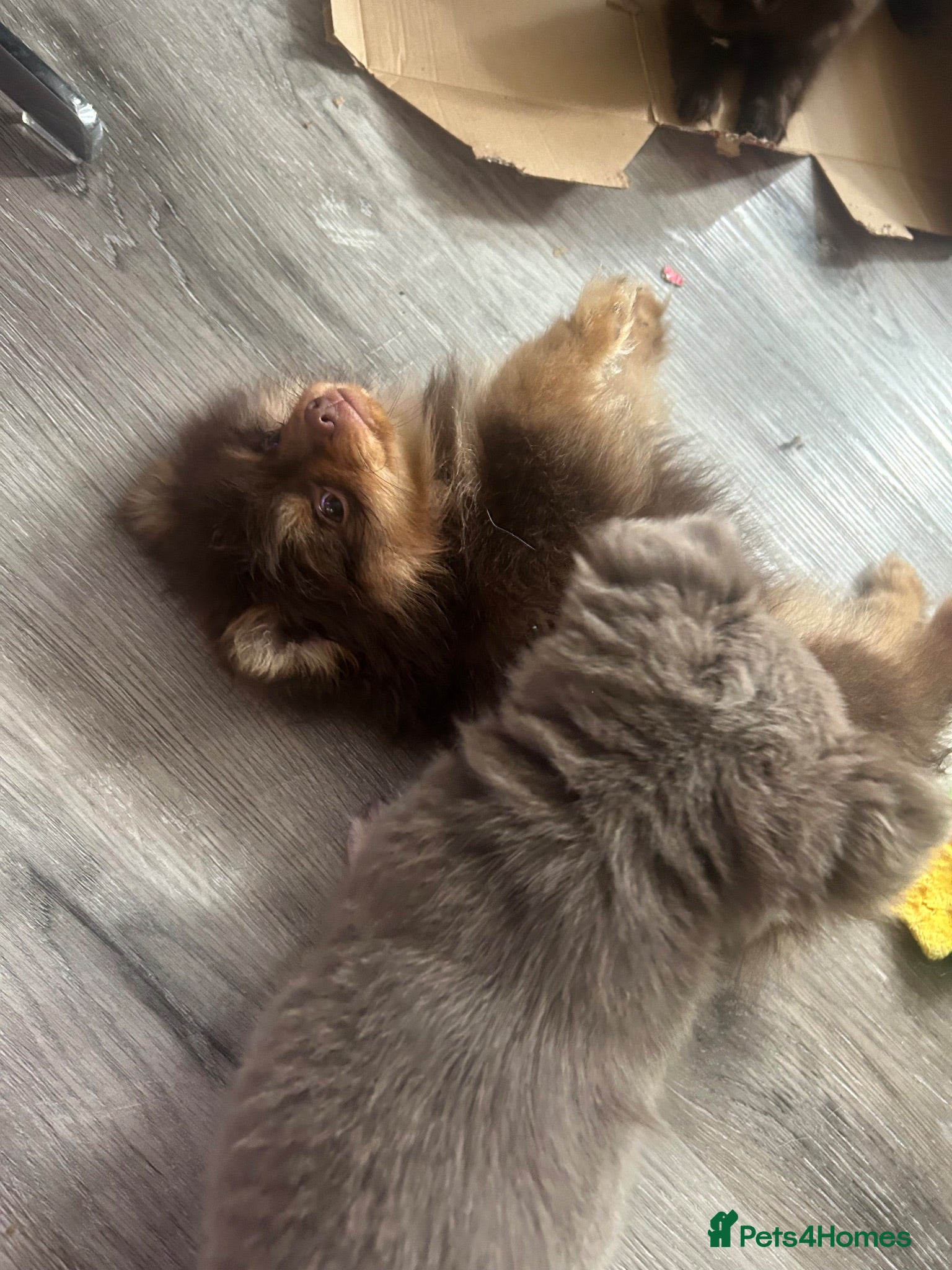 Chihuahua dogs READY NOW - Long coat chihuahua puppies - Advert 2