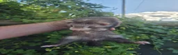 Ferret rodents for sale: 💚 Adorable well handled baby ferrets available 💚 - Advert 27
