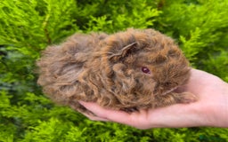 Guinea Pig rodents for sale: Red agouti lunkarya/texel boar - Image 2