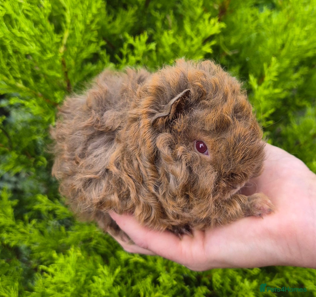 Guinea Pig rodents for sale: Red agouti lunkarya/texel boar - Image 2
