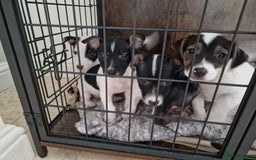 Jack Russell dogs for sale: Jack Russel Terriers 3 Generations Bloodline - Image 5