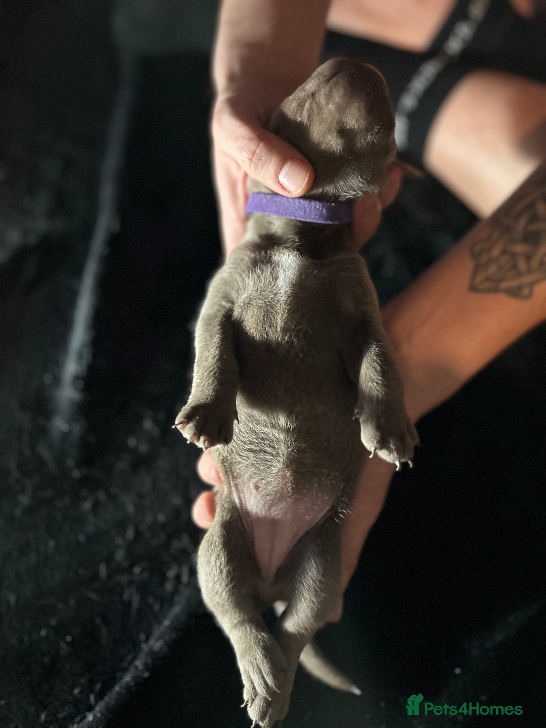 Mixed Breed dogs for sale: Staffadors staffy x labs  - Advert 22