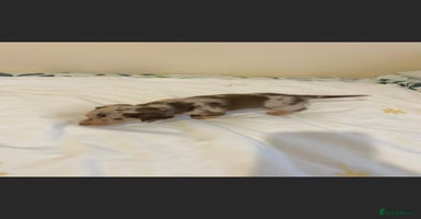 Dachshund dogs - Advert 11