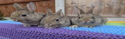 Mixed Breed rabbits for sale: Netherland Dwarf x Mini Rex Babies - Advert 9