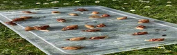 Snails invertebrates for sale: Giant African Snails for sale! - Advert 2