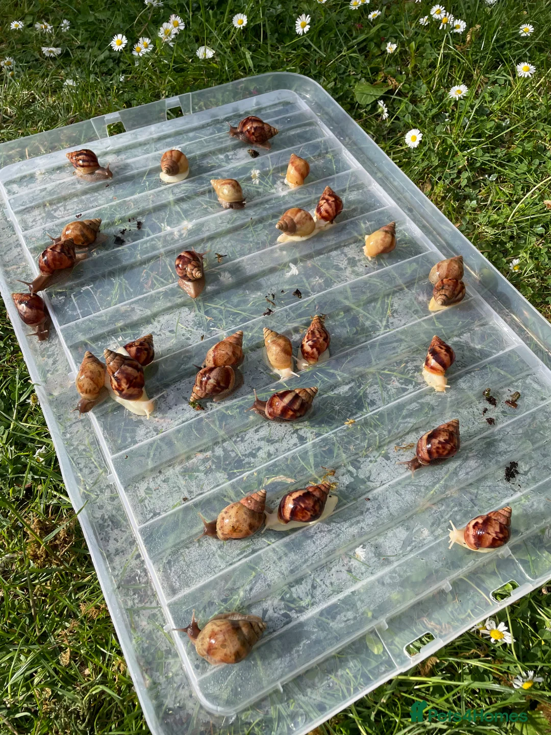 Snails invertebrates for sale: Giant African Snails for sale! - Advert 2