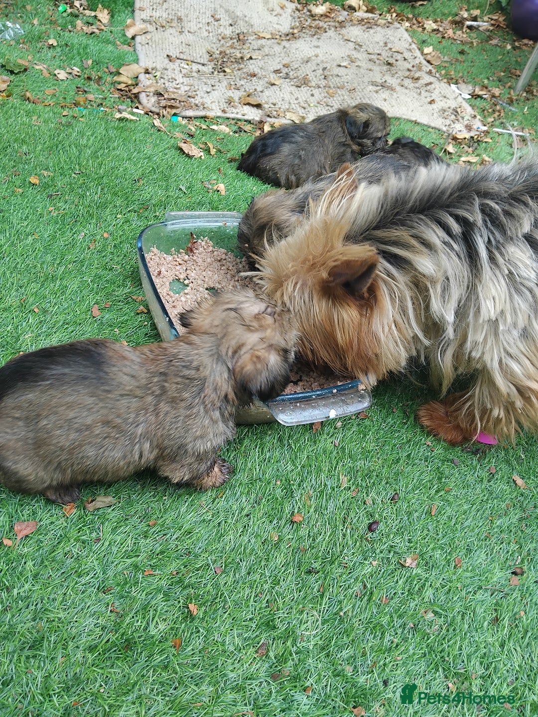 Yorkshire Terrier dogs for sale: Yorkshire Tarrie Puppies - Image 7