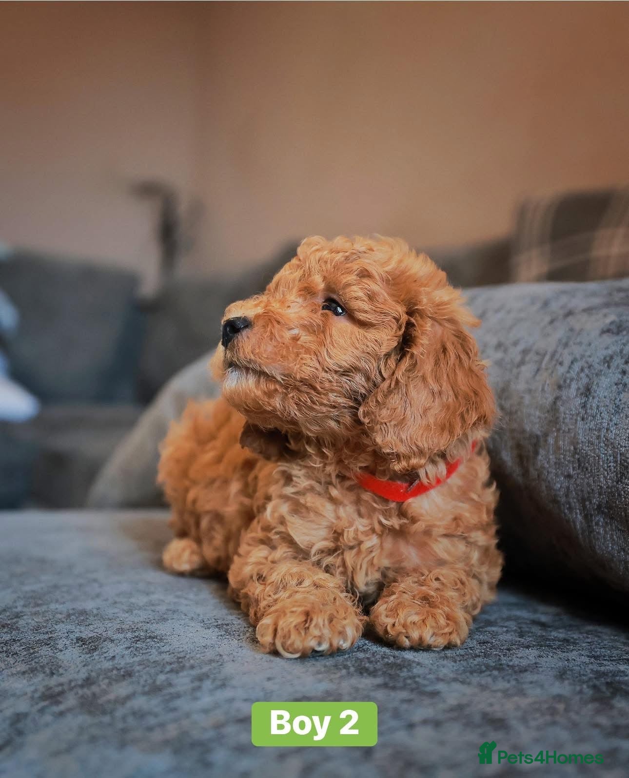 Cockapoo dogs for sale: F1B Toy Cockapoos for sale in Alexandria - Advert 11