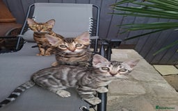 Bengal cats for sale: Show quality pure bengal kittens. - Image 7