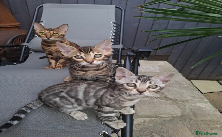 Bengal cats - Advert 2