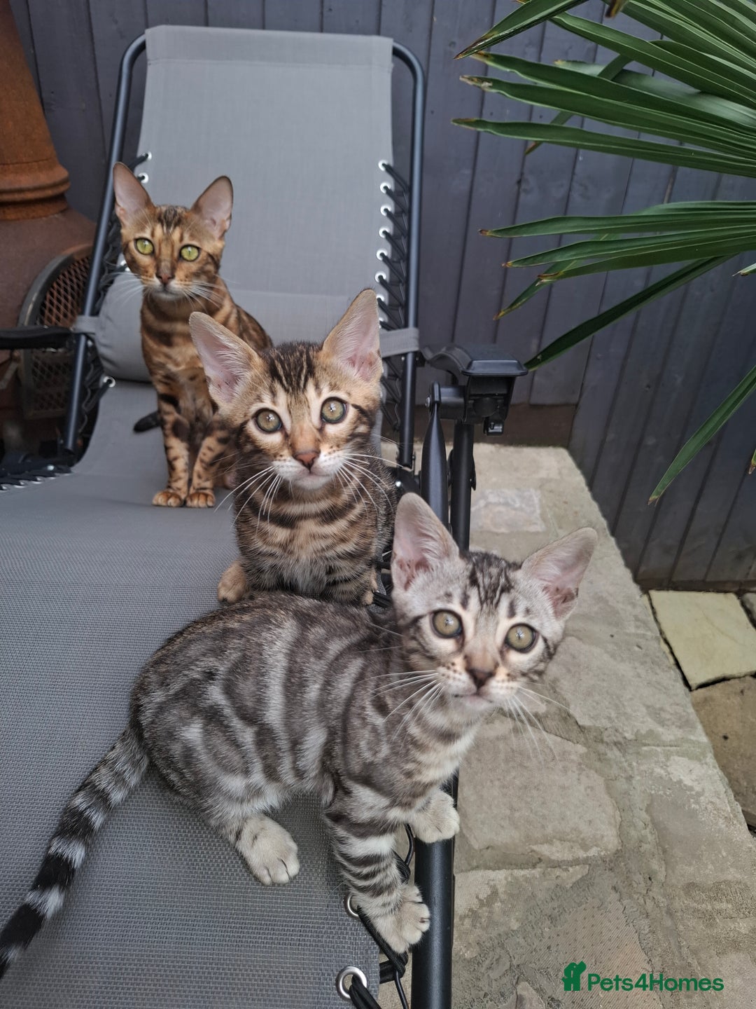 Bengal cats for sale: Show quality pure bengal kittens. - Image 7