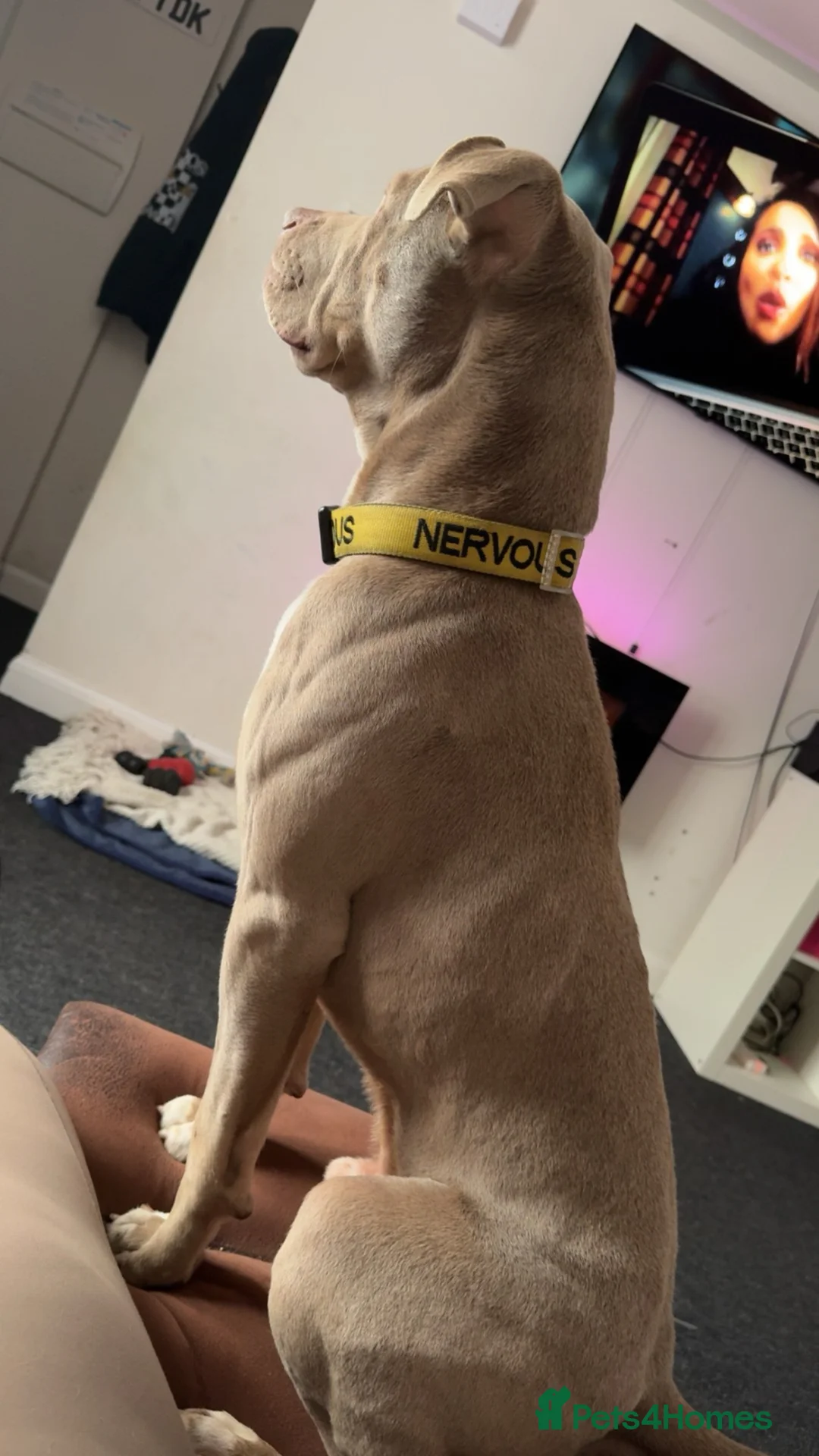 Staffordshire Bull Terrier dogs for sale: Male Staffordshire bull terrier  - Advert 2
