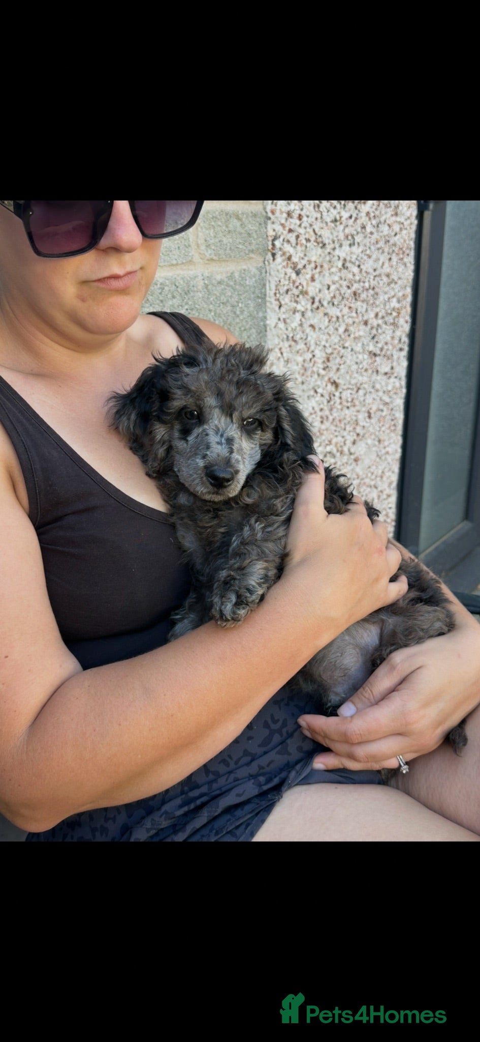 Miniature Poodle dogs 🌟miniature poodles ready now🌟 - Advert 1
