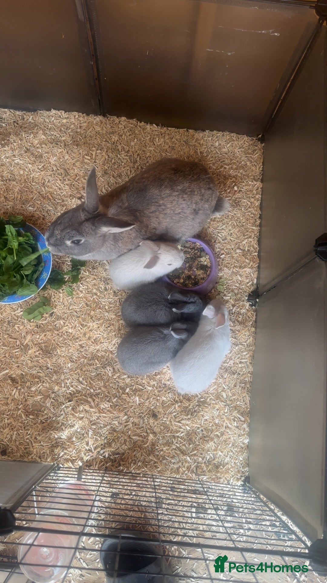 Mixed Breed rabbits 5 rabbits looking for new homes  - Advert 6