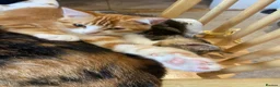 British Shorthair cats for sale: Stunning, well handled kittens ready to leave mum! - Advert 18