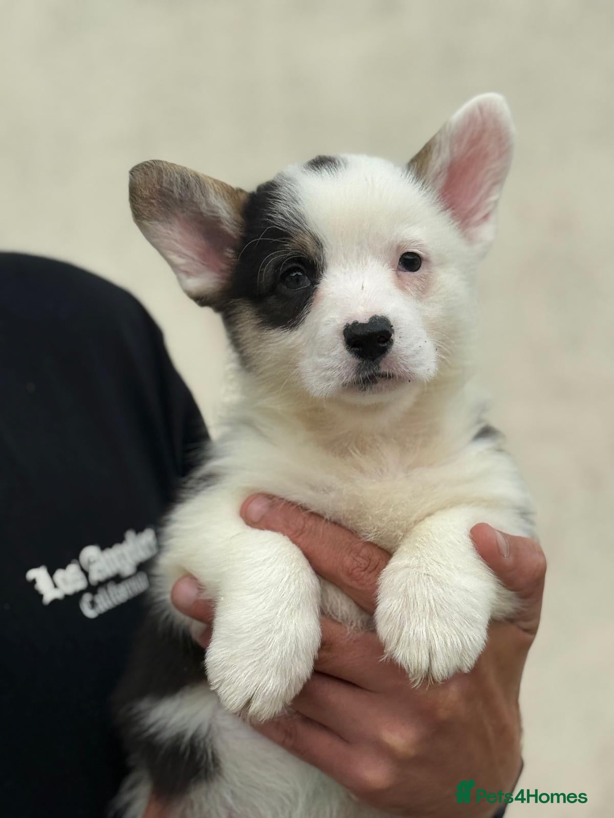 Welsh Corgi Pembroke dogs Welsh Pembroke Corgi puppies  - Advert 9