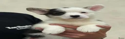 Welsh Corgi Pembroke dogs for sale: Welsh Pembroke Corgi puppies  in Workington - Advert 1