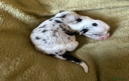 Welsh Corgi Cardigan dogs for sale: Show Quality KC Pedigree Corgi Cardigan Puppies  - Image 34