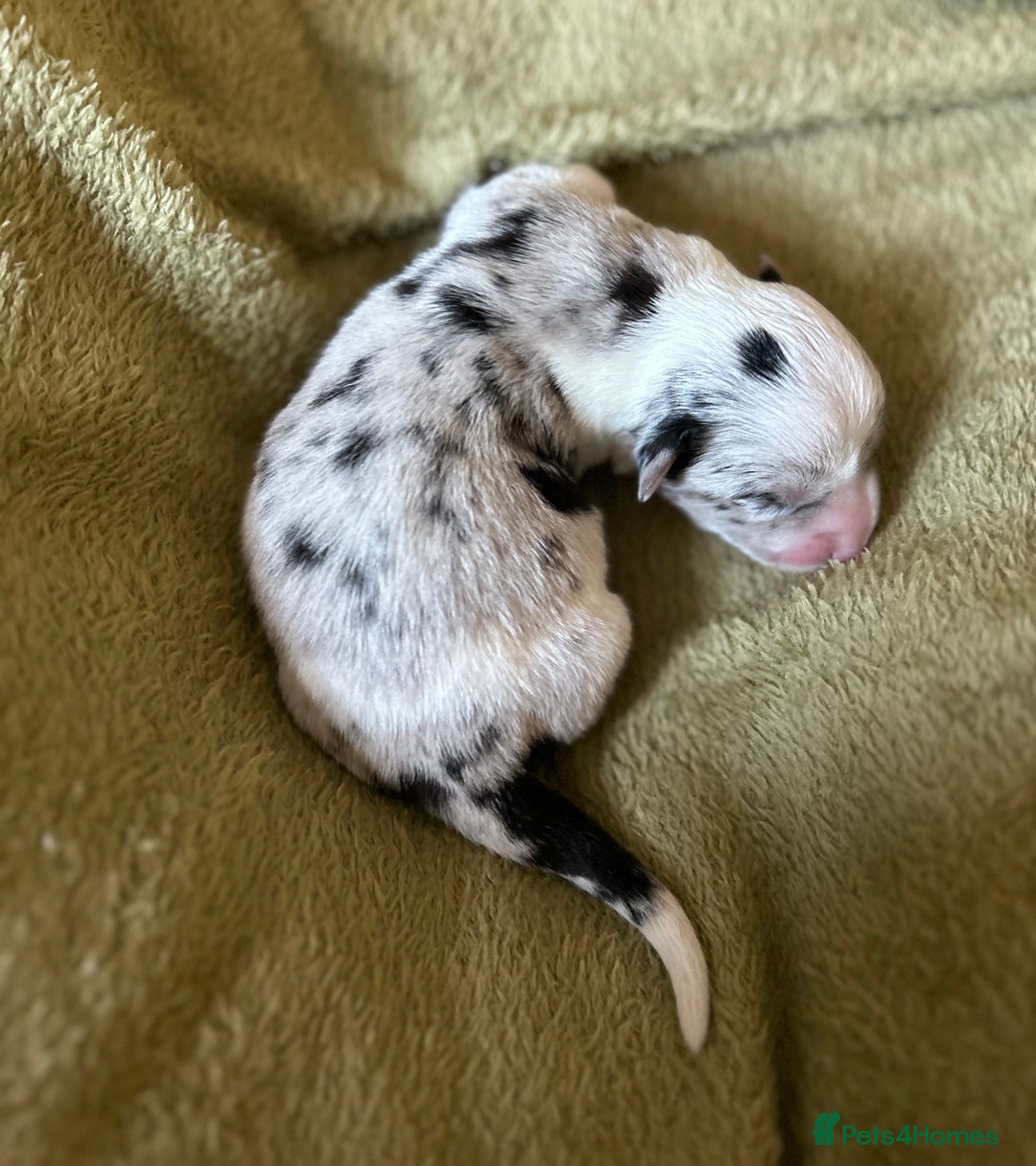 Welsh Corgi Cardigan dogs for sale: Show Quality KC Pedigree Corgi Cardigan Puppies  - Image 34