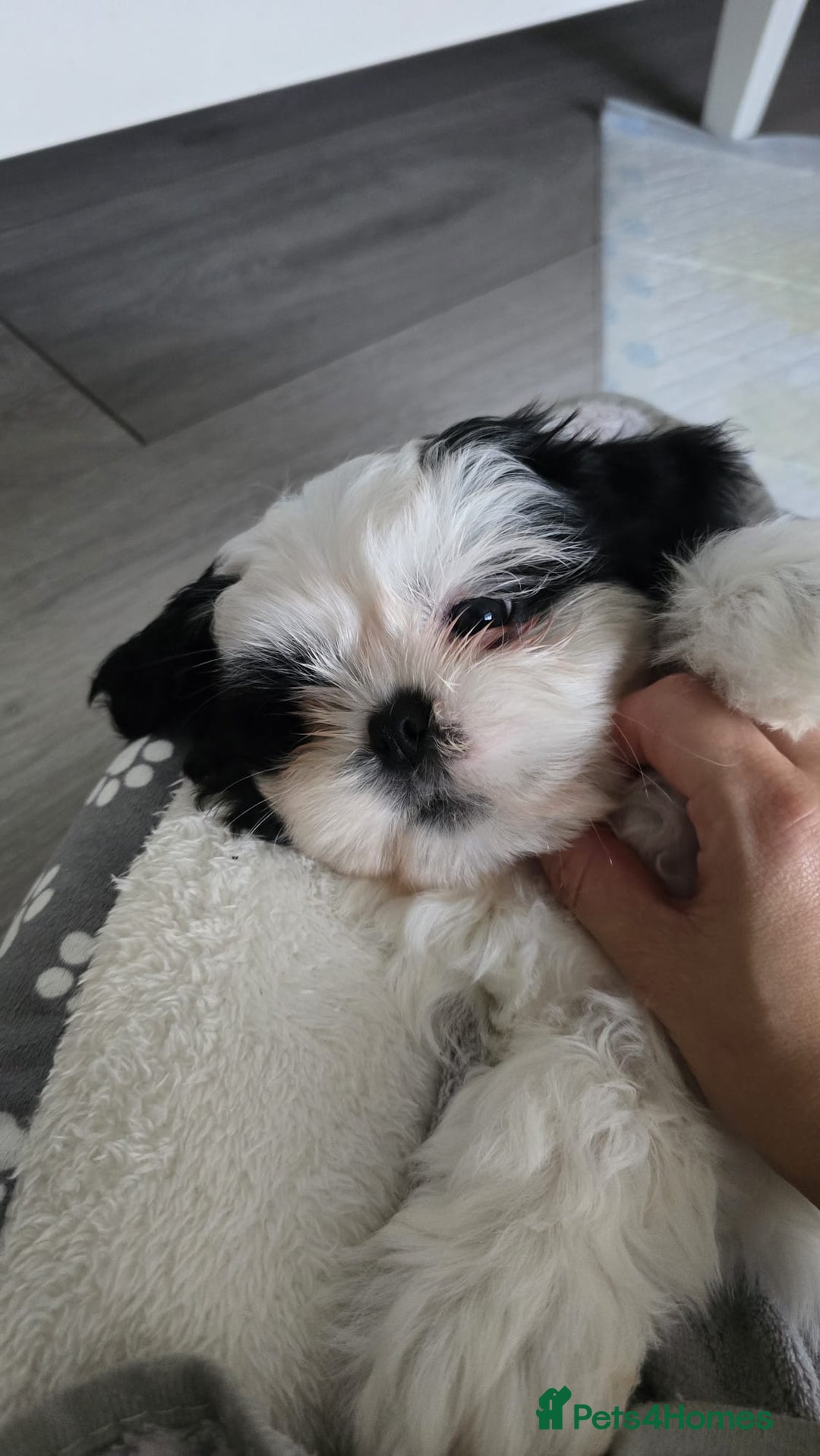Shih Tzu dogs for sale: Last two puppies from liter 🐶🐶 - Image 1