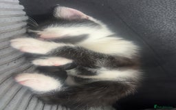 Mixed Breed cats for sale: 9 week old kitten - Image 1