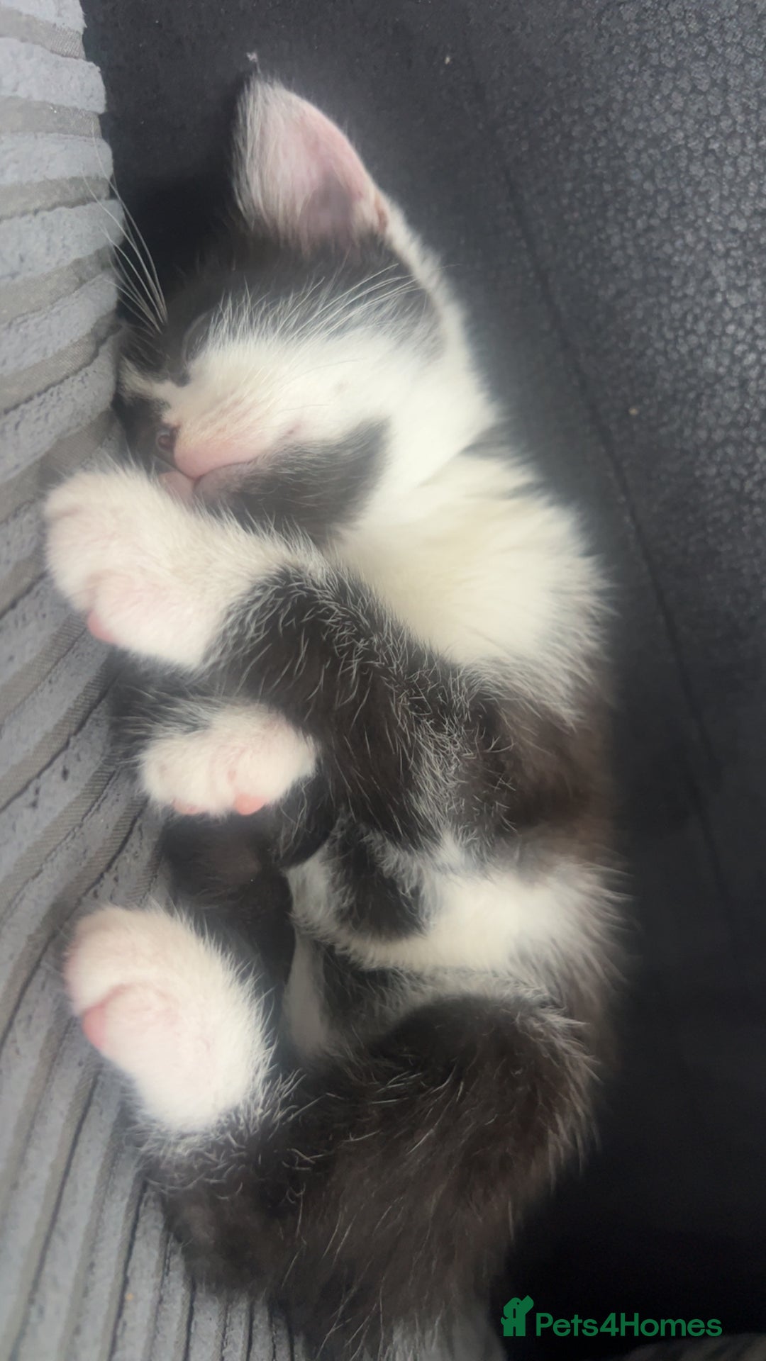 Mixed Breed cats for sale: 9 week old kitten - Image 1