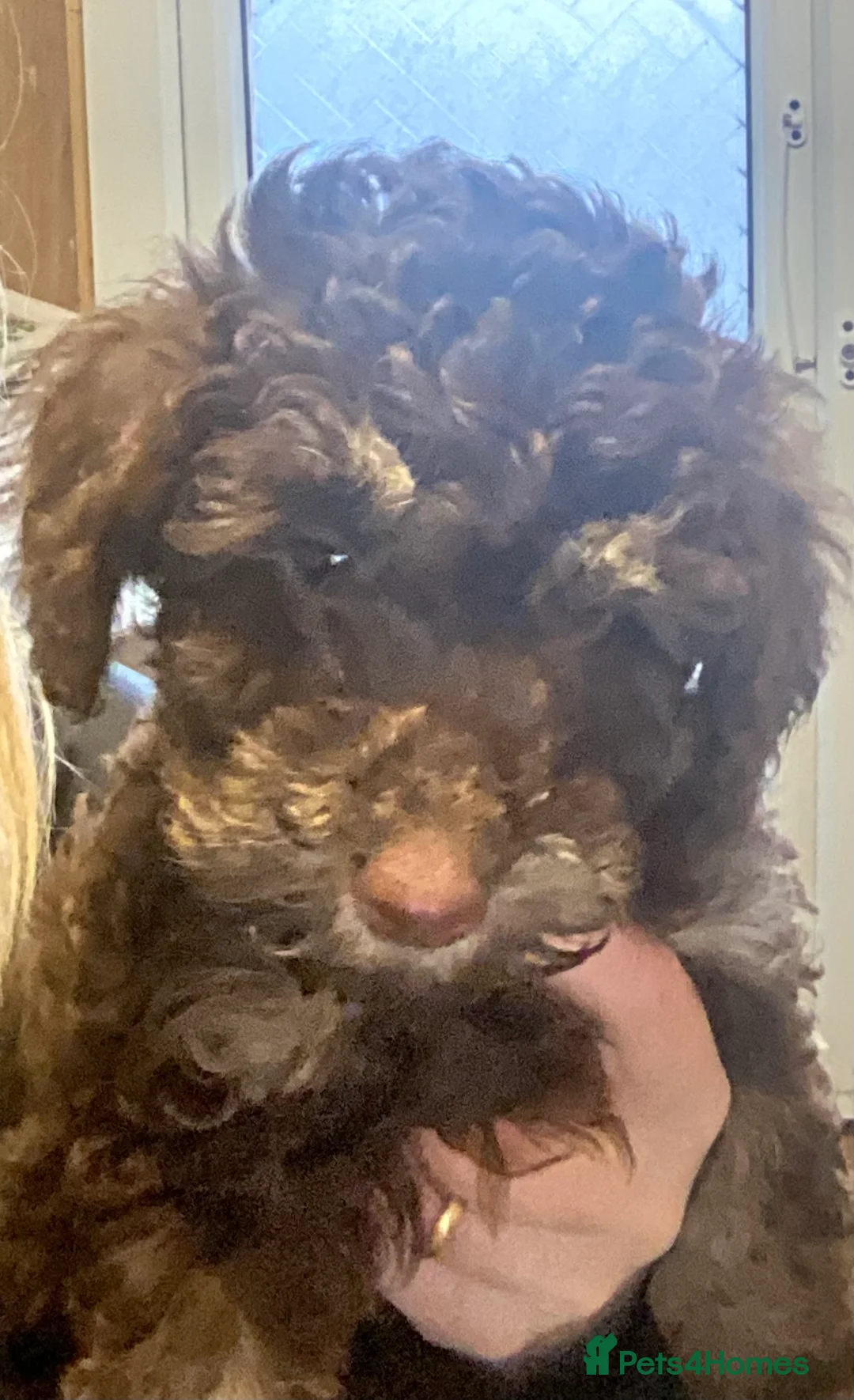 Doxiepoo dogs for sale: Beautiful toy poodle 3/4 puppies - Advert 3