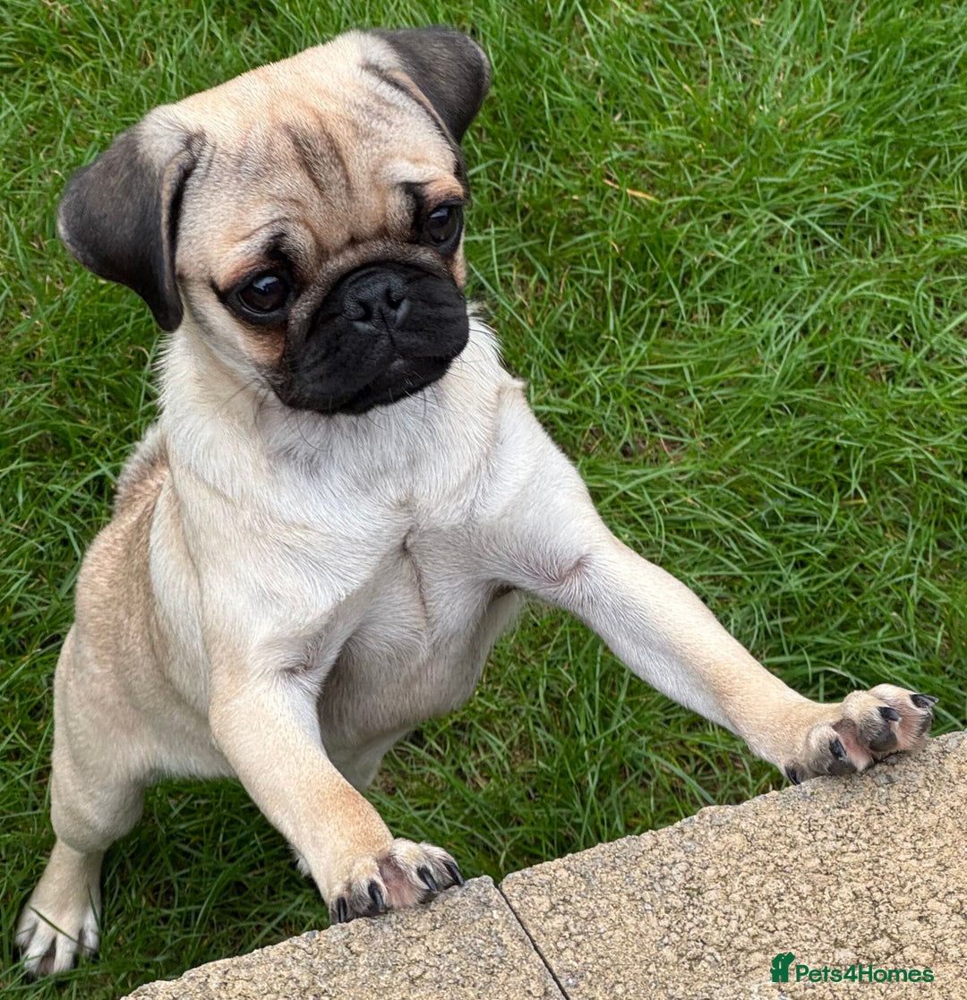 Pug dogs for sale: FAWN PUG PUPPY GIRL - Image 3