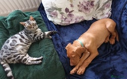 Bengal cats for sale: Hugs and Chen - Image 3