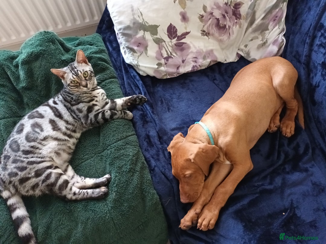 Bengal cats for sale: Hugs and Chen - Image 3