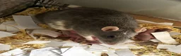 Rat rodents for sale: Beautiful baby rats 🐀 - Advert 2