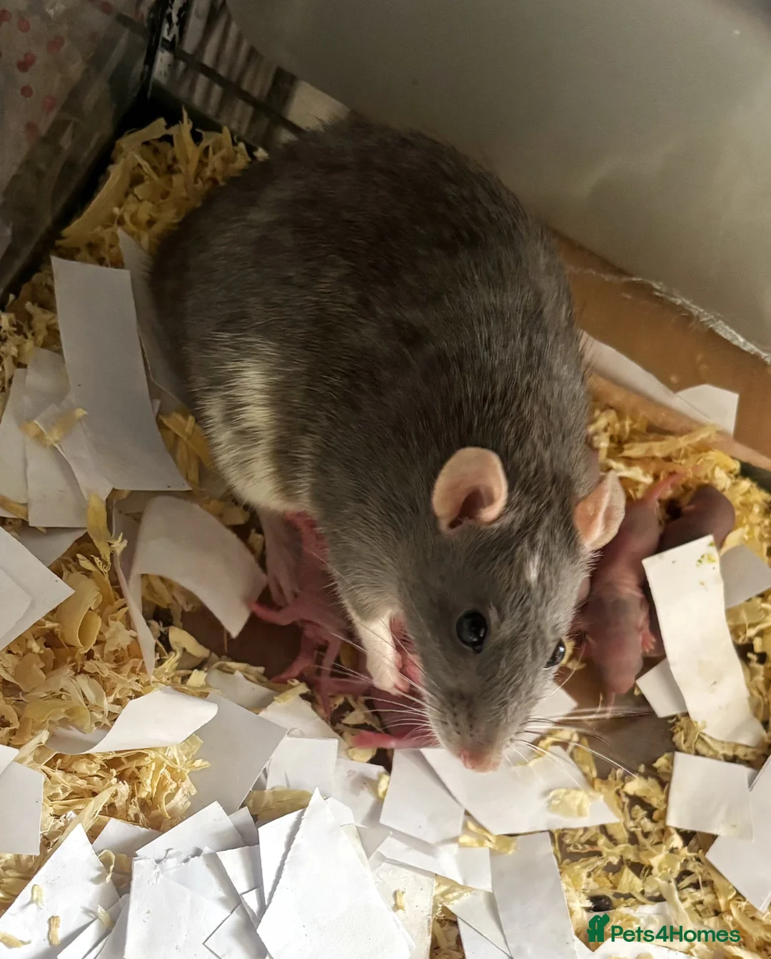 Rat rodents for sale: Beautiful baby rats 🐀 - Advert 2