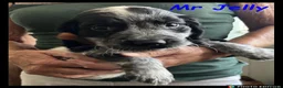 Cocker Spaniel dogs for sale: Stunning Cocker Spaniels 💥 - Advert 29