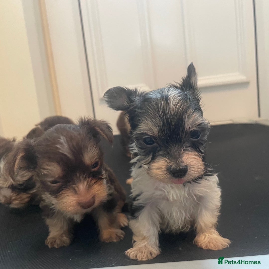 Biewer Terrier dogs for sale: 5 stunning Biewer Terriers - Image 5