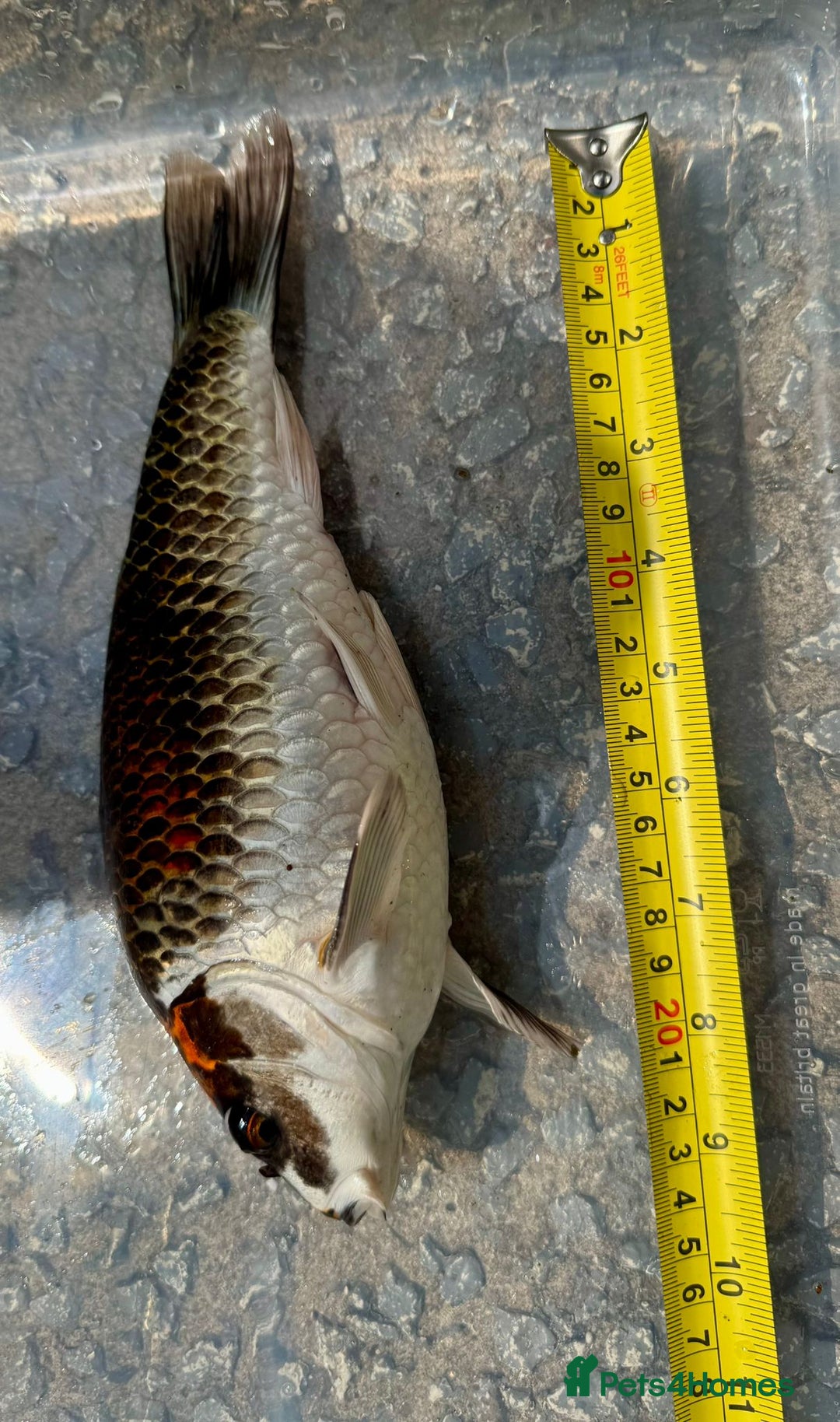 Koi Carp fish for sale: Koi for Sale - Image 7