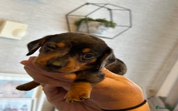 Miniature Dachshund dogs for sale: Six beautiful miniature Dachshunds - Image 28