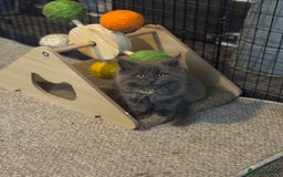 Maine Coon cats for sale: READY NOW - TICA Blue Smoke Maine Coon - Image 8