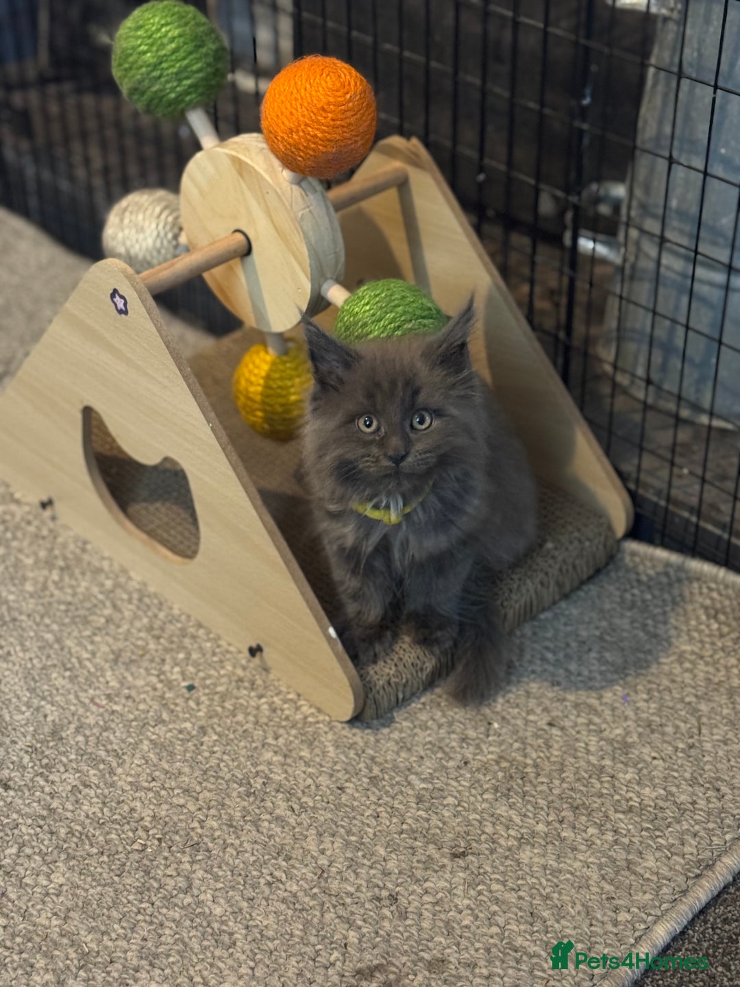 Maine Coon cats for sale: READY NOW - TICA Blue Smoke Maine Coon - Image 8