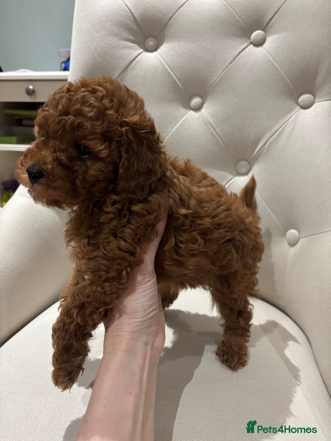 Toy Poodle dogs for sale: Toy poodles - Image 3