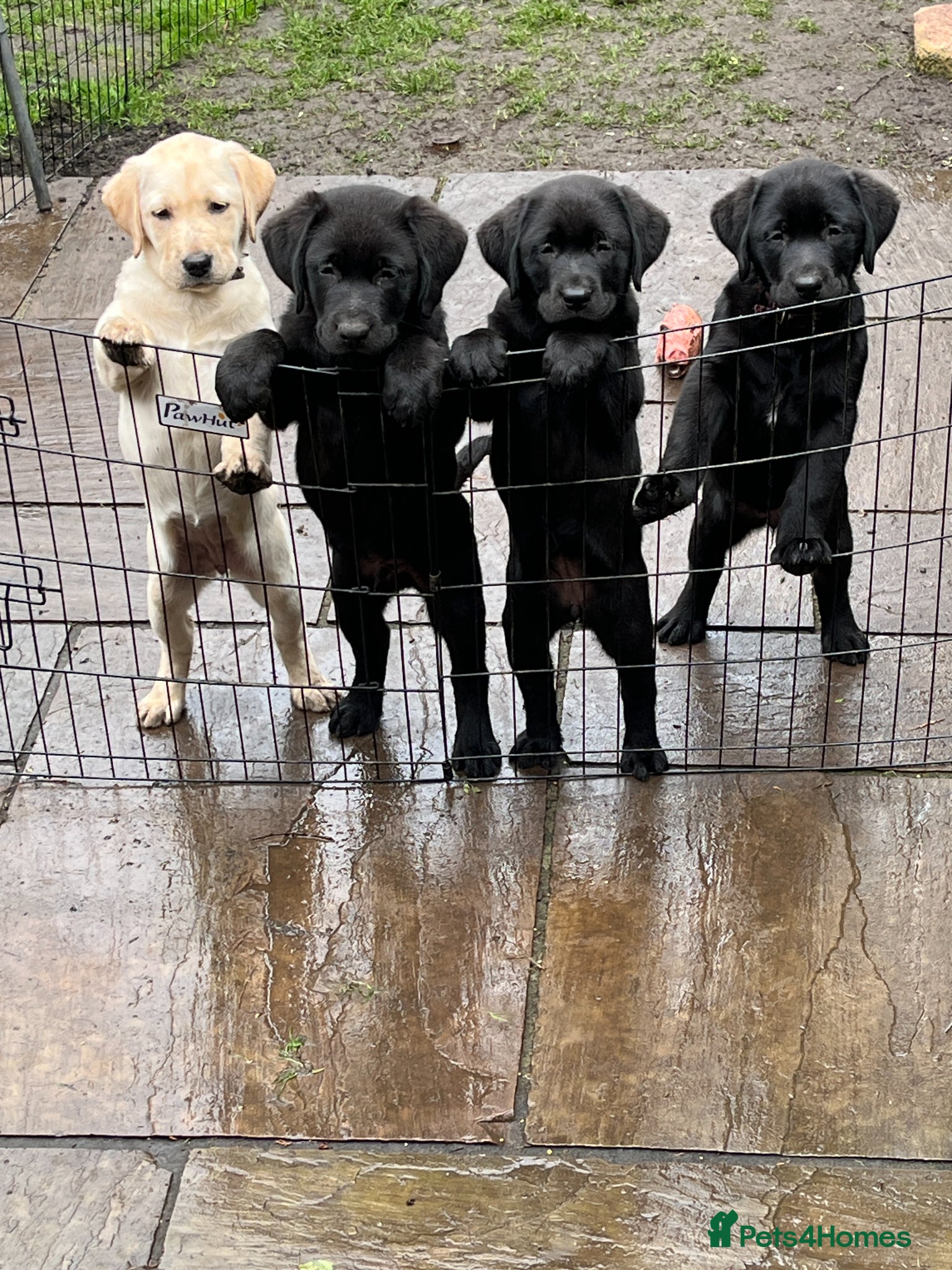 Labrador Retriever dogs Lovely litter of high quality Labrador Retrievers - Advert 2