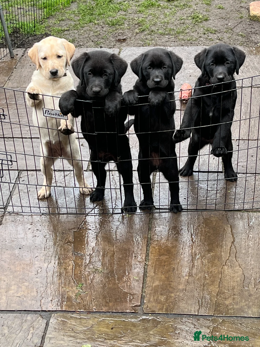 Labrador Retriever dogs for sale: Lovely litter of high quality Labrador Retrievers in Ormskirk - Advert 2