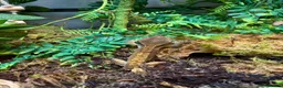 Gecko reptiles for sale: Loki the crested gecko  - Advert 2